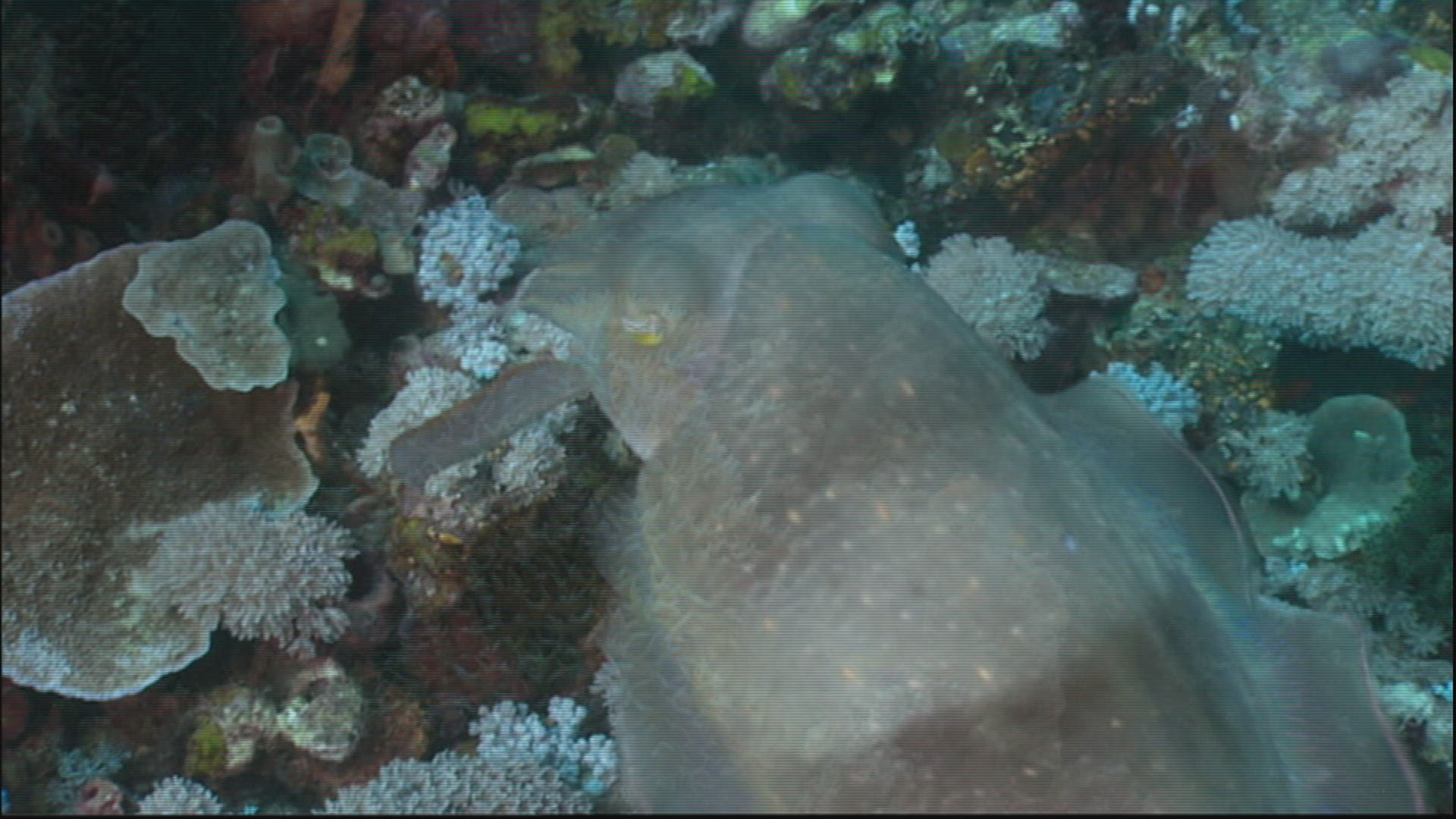 550240072 / Caribbean Reef Squid / Swimming / Sulawesi