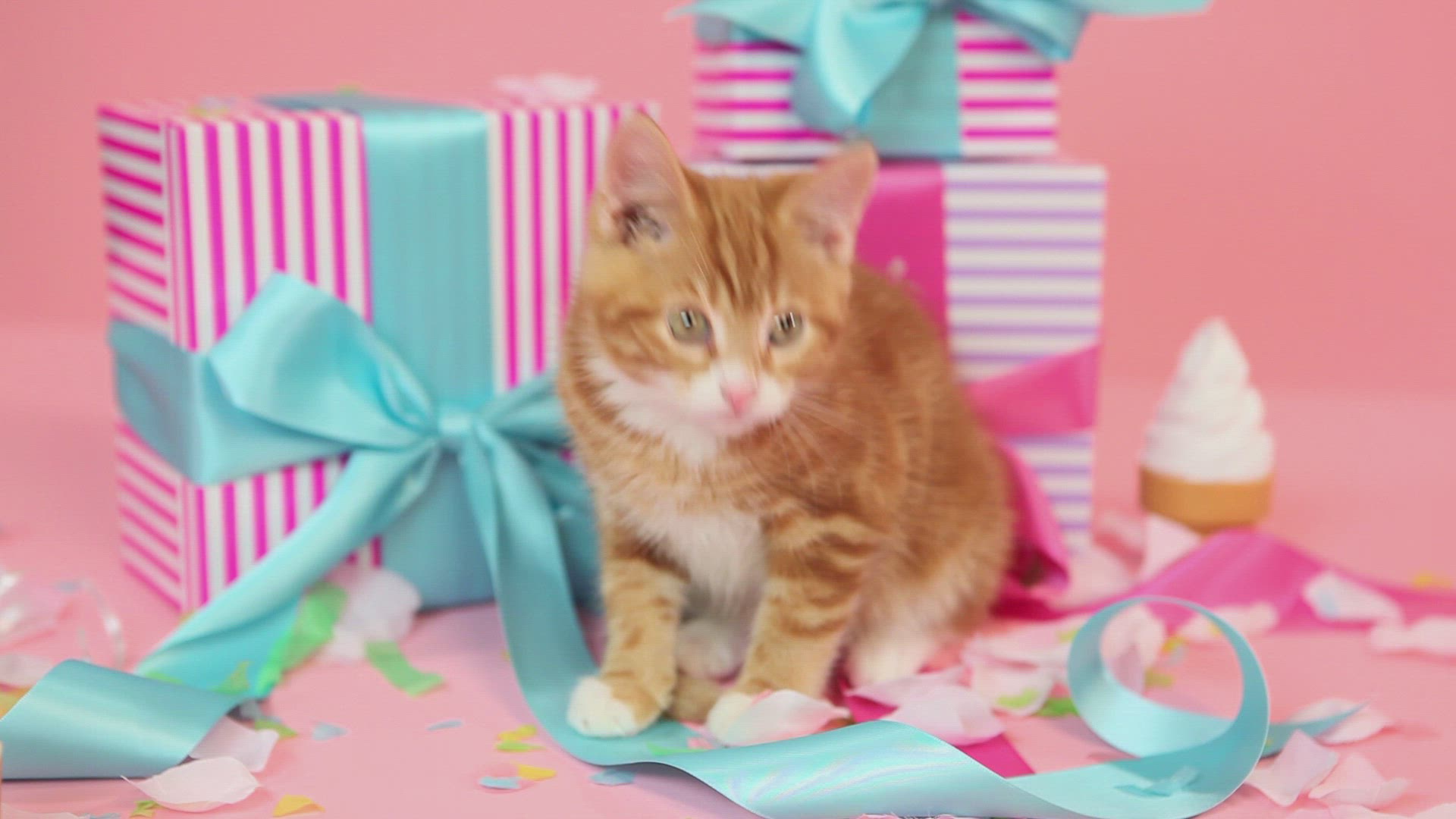 476619963 / Kitten / Present