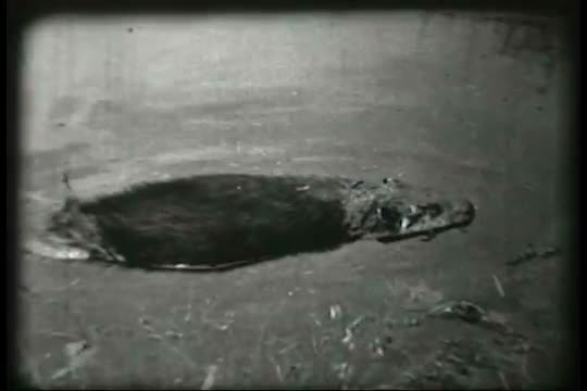 Beavers are seen walking and swimming.  A beaver lodge is shown in a cutaway view.