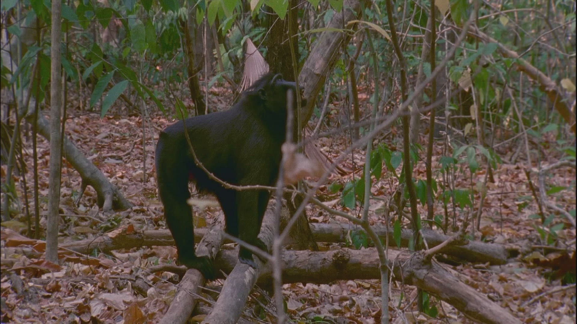 654281542 / Tropical Rainforest / Rainforest / Sulawesi