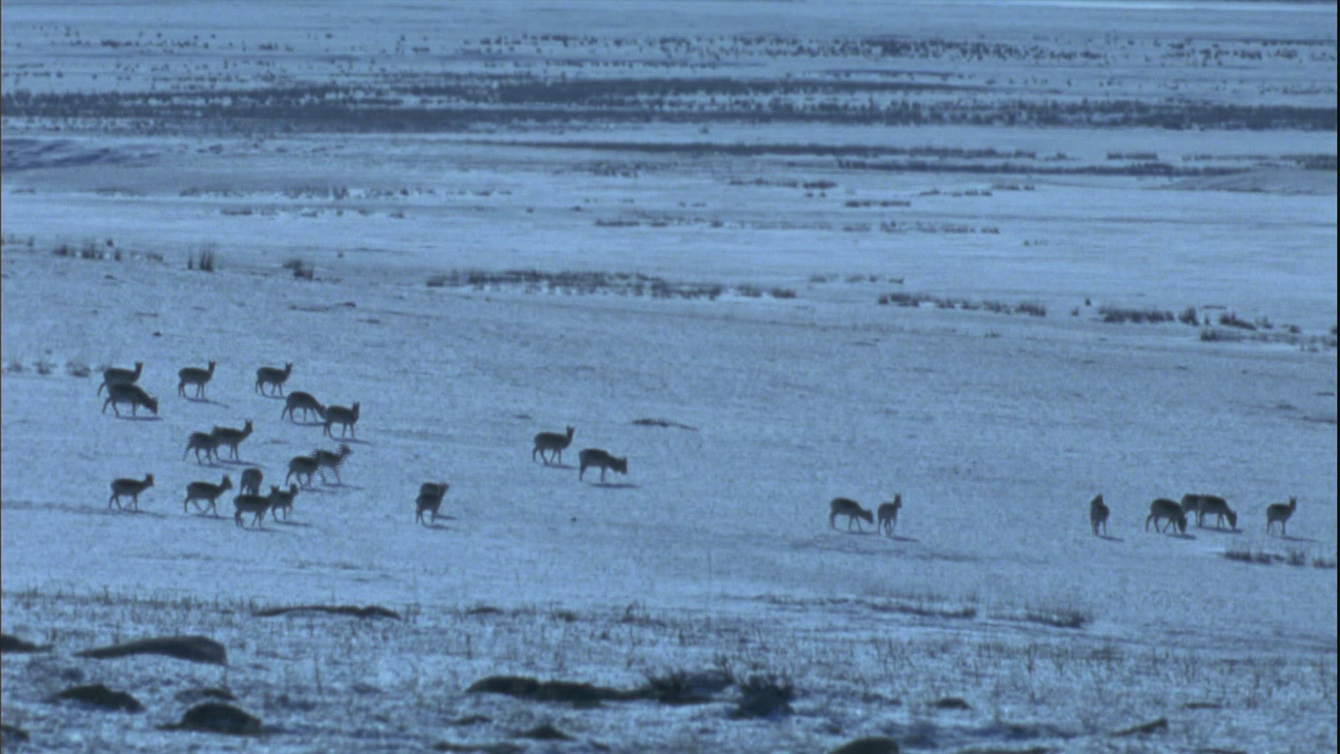 588712353 / Mongolian Gazelle / Eating / Mongolia