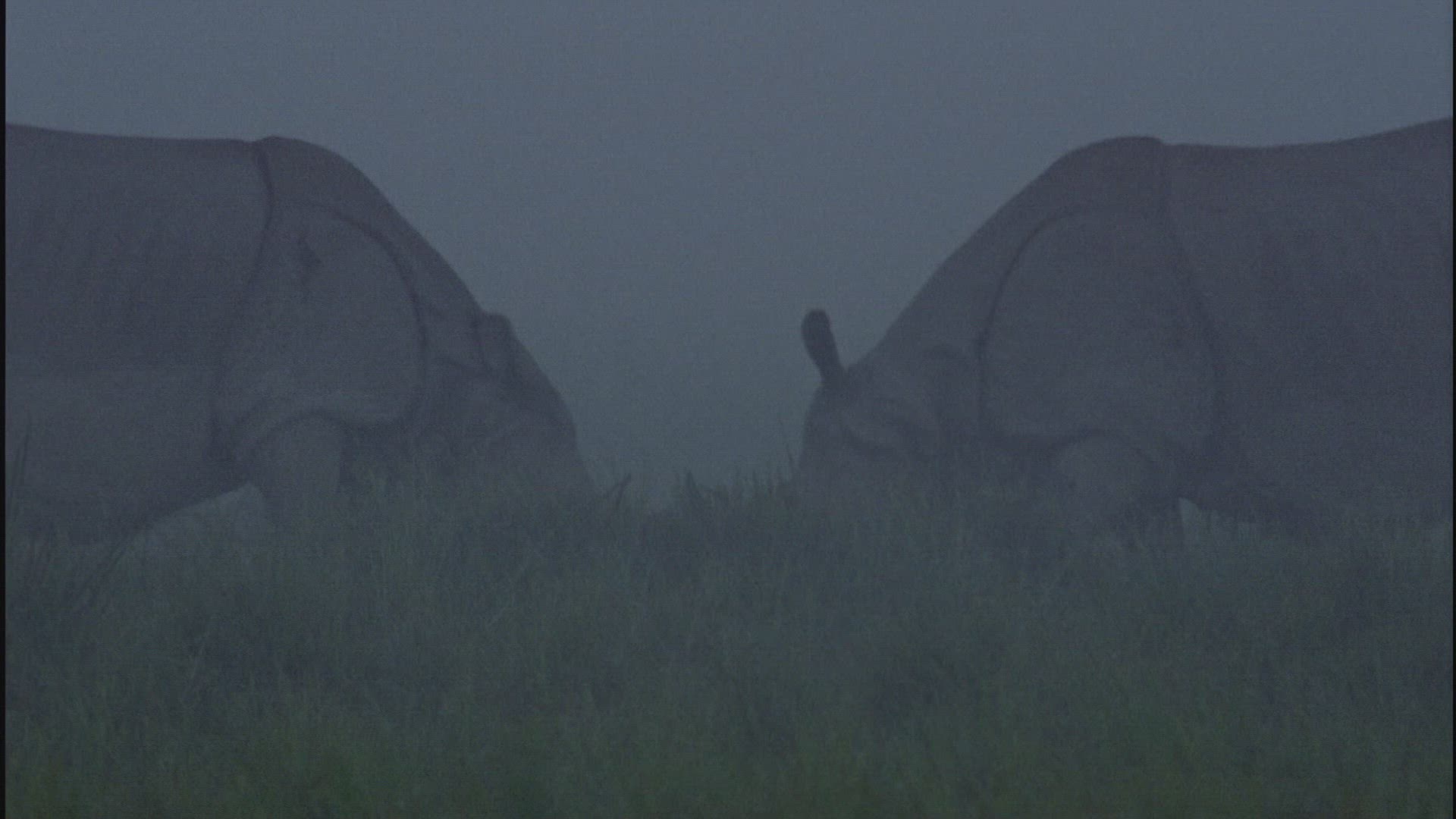 852486028 / Greater One-horned Rhinoceros / Trotting / Assam
