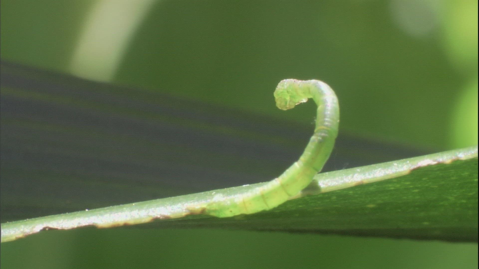 850130169 / Insect / Crawling / Hawaii