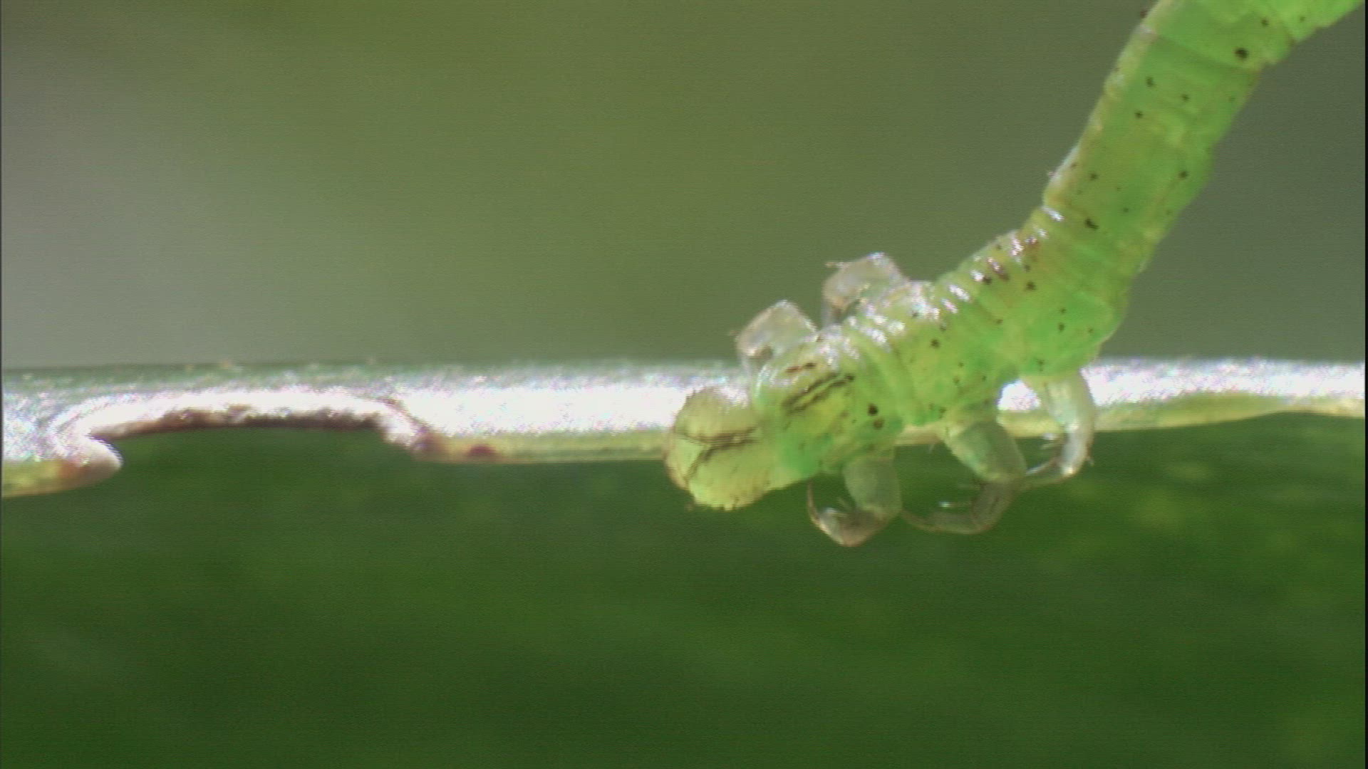 687169578 / Insect / Crawling / Hawaii