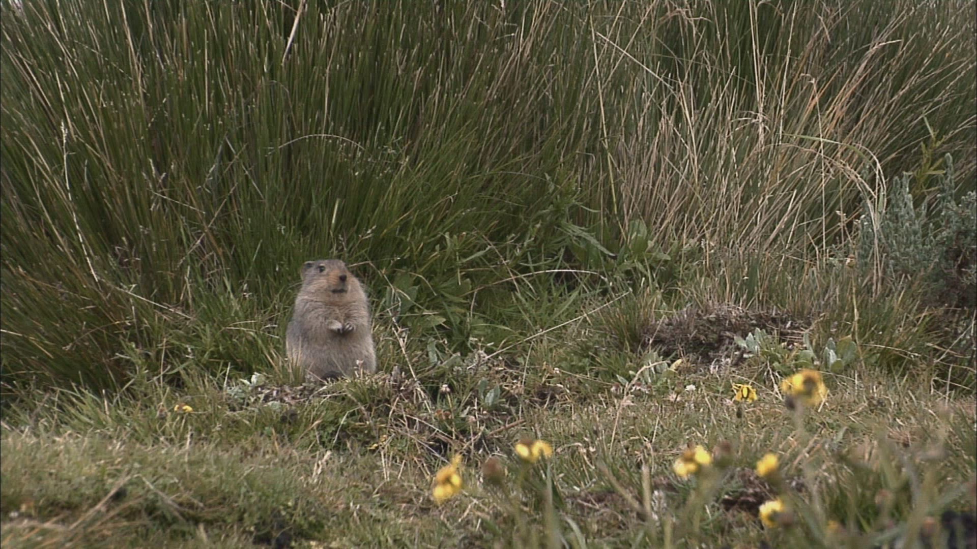 213138265 / Rodent / Sweet / South Africa