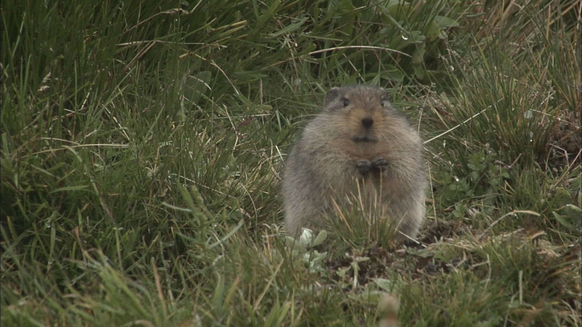 831008668 / Rodent / Sweet / South Africa