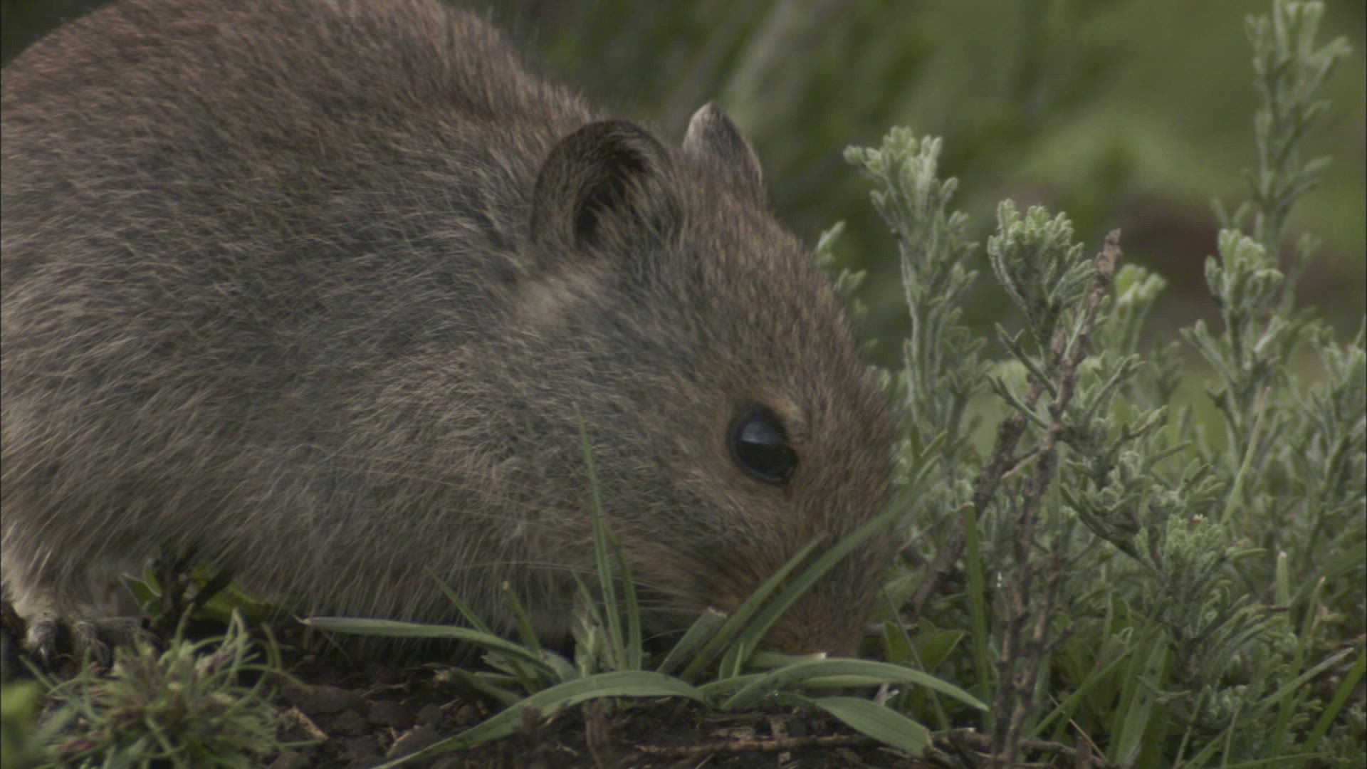 500071430 / Rodent / Sweet / South Africa