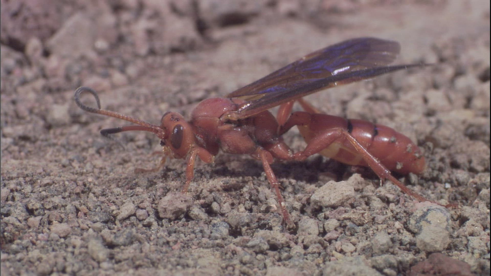 836745879 / Spider Wasp / Soil / Hawaii