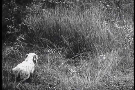 A dog quartering and retrieving a pheasant