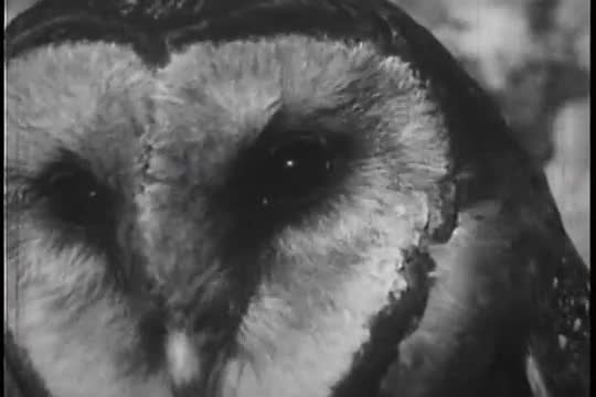 Birds of prey and the barn owl and her hatchlings