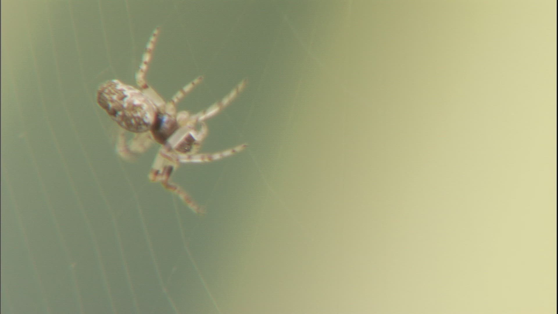 725884571 / Spider / Crawling / Hawaii