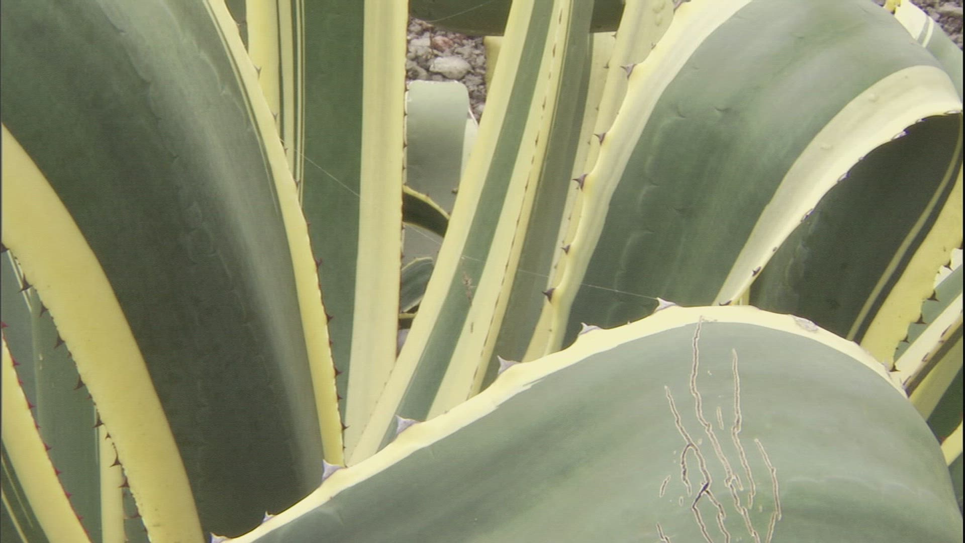 880191195 / Spider / Crawling / Hawaii