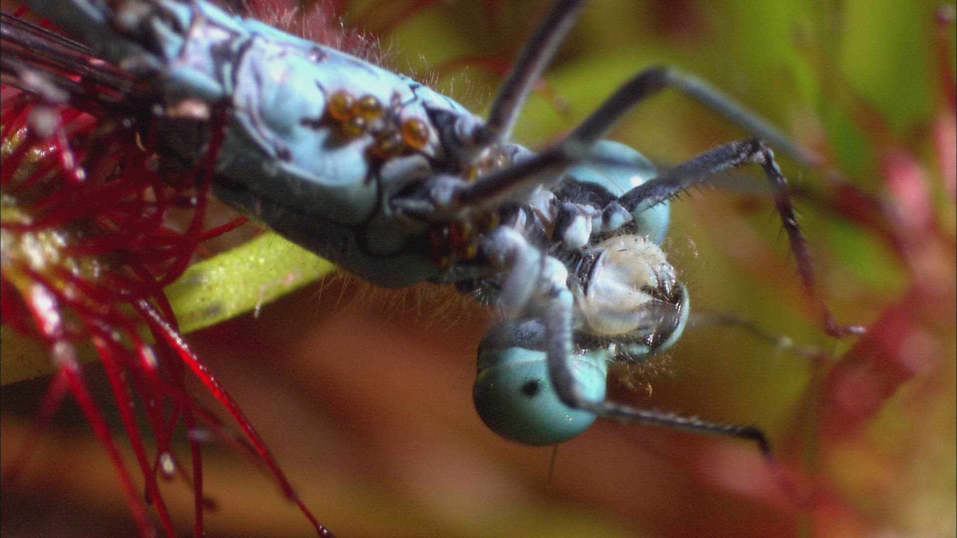 399962068 / Damselfly / Turquoise