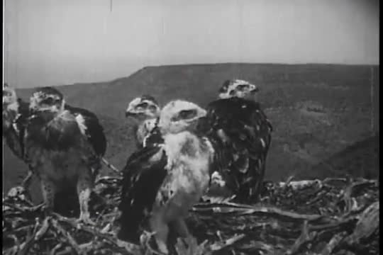 The Rough-Legged Hawk flies to Canada during the summer