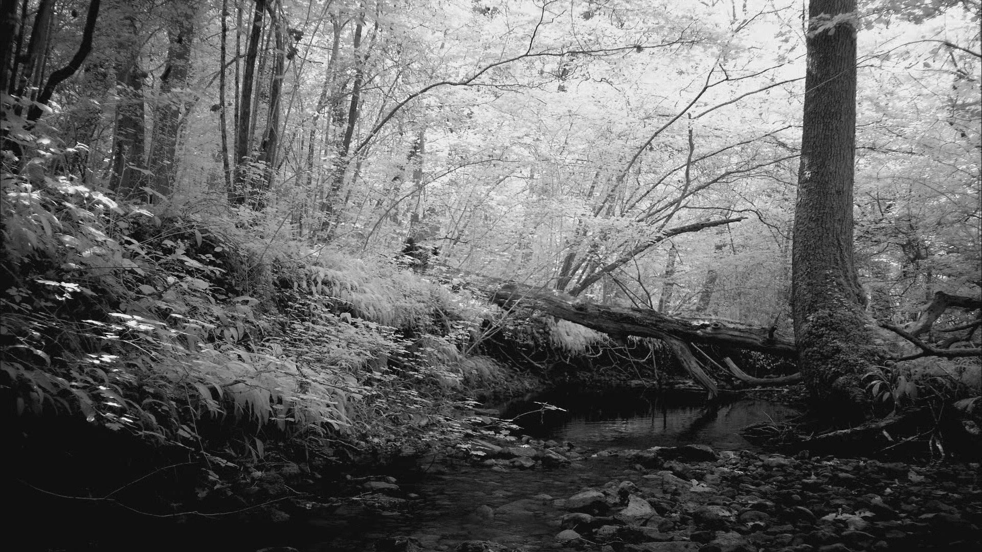 284398821 / Forest / Infrared Shot / Timelapse