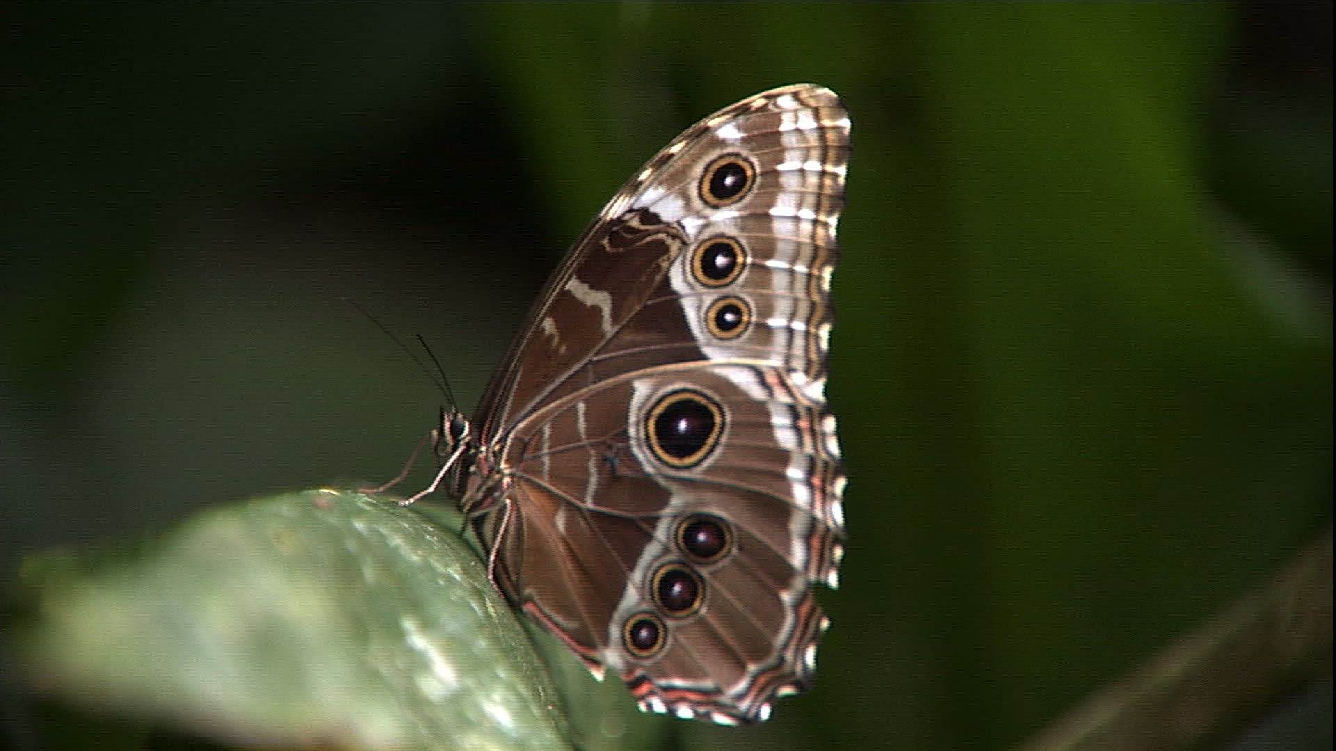 564645664 / Morpho Butterfly / Butterfly / Venezuela