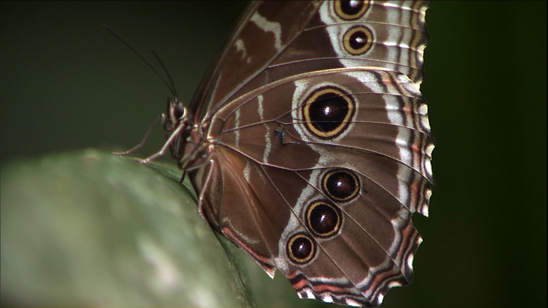 190880753 / Morpho Butterfly / Butterfly / Venezuela