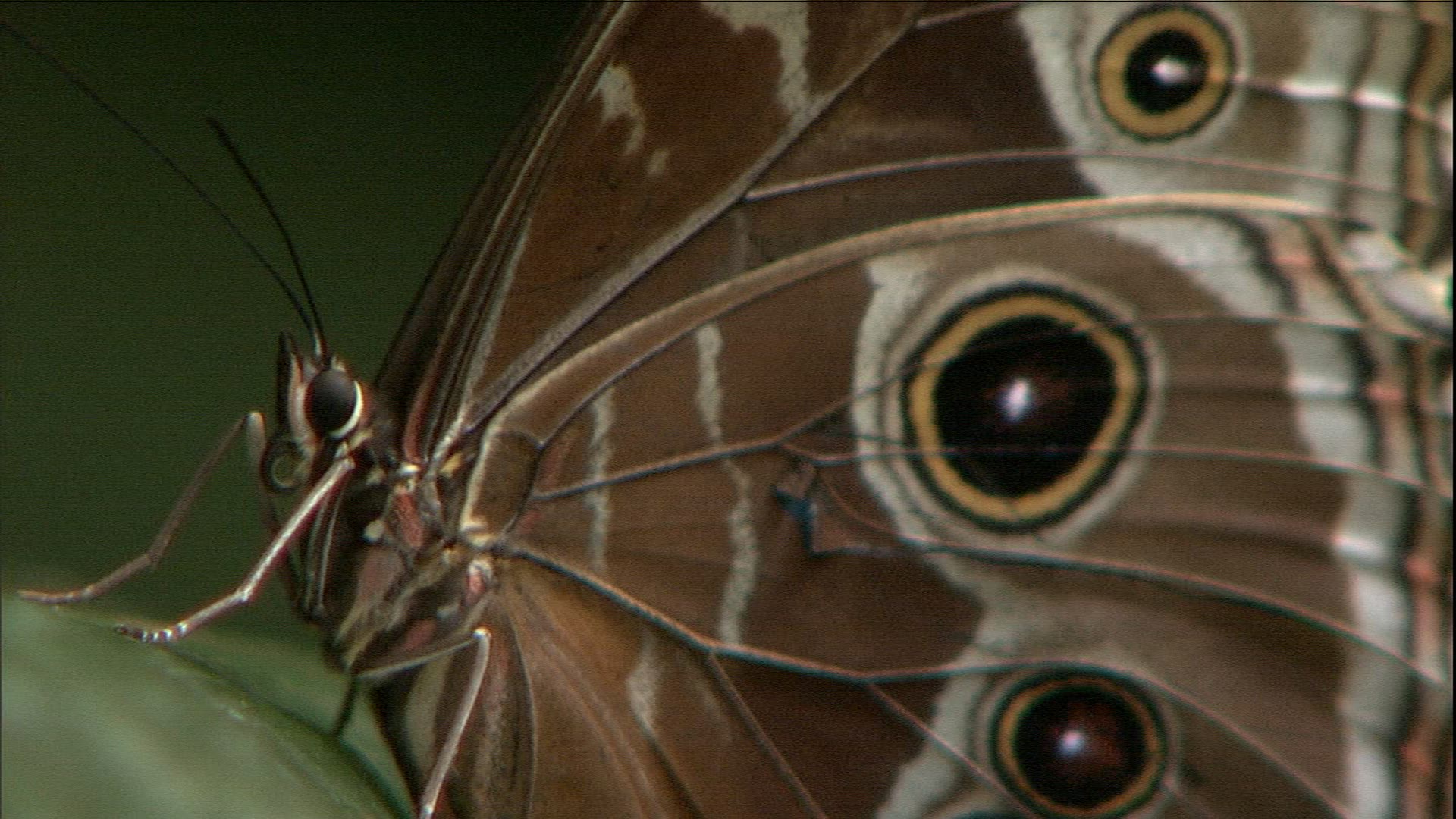 576924362 / Morpho Butterfly / Butterfly / Venezuela