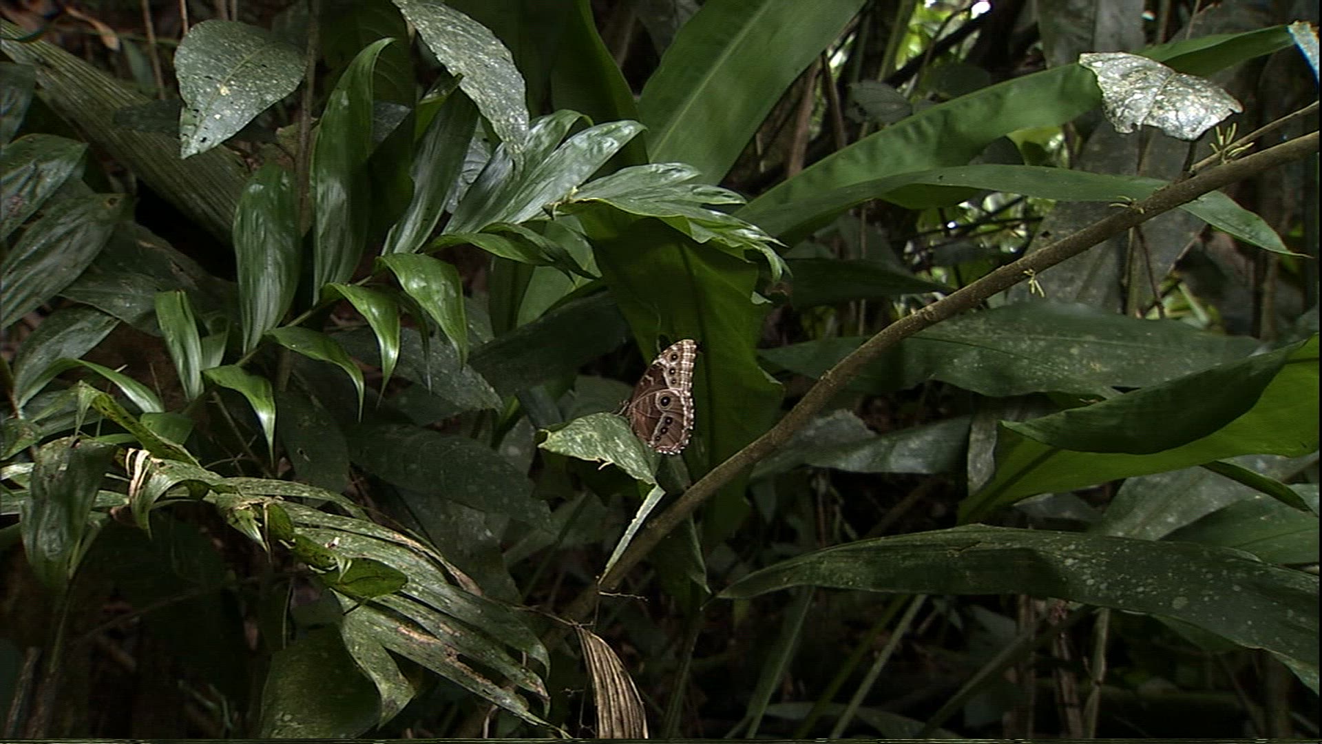 546830376 / Morpho Butterfly / Butterfly / Venezuela