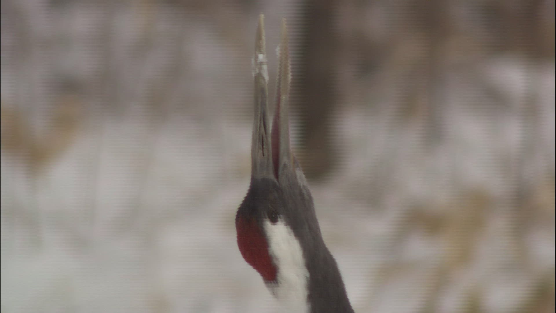556195759 / Red-Crowned Crane / Beak / Japan