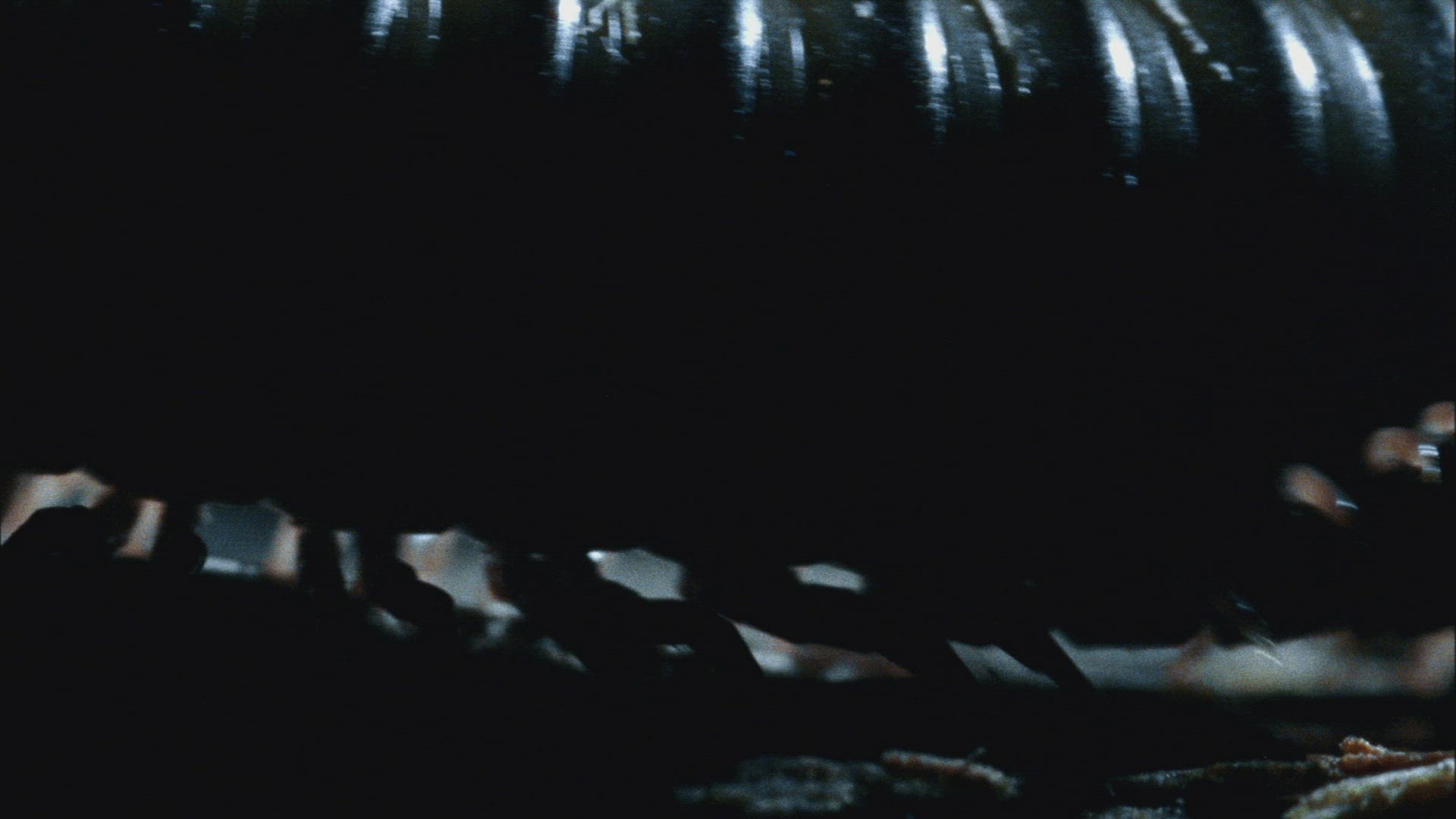 254208339 / Millipede / Crawling