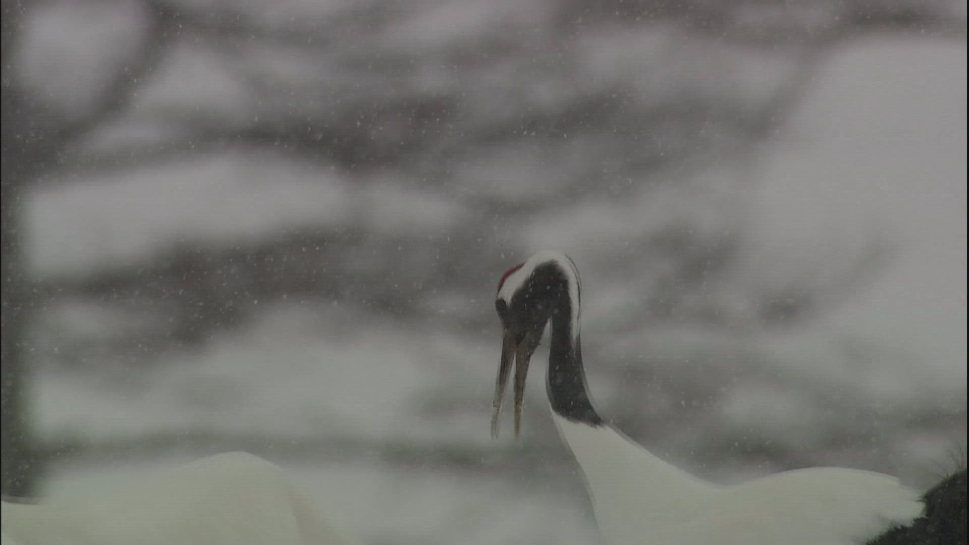607317373 / Red-Crowned Crane / Beak / Japan