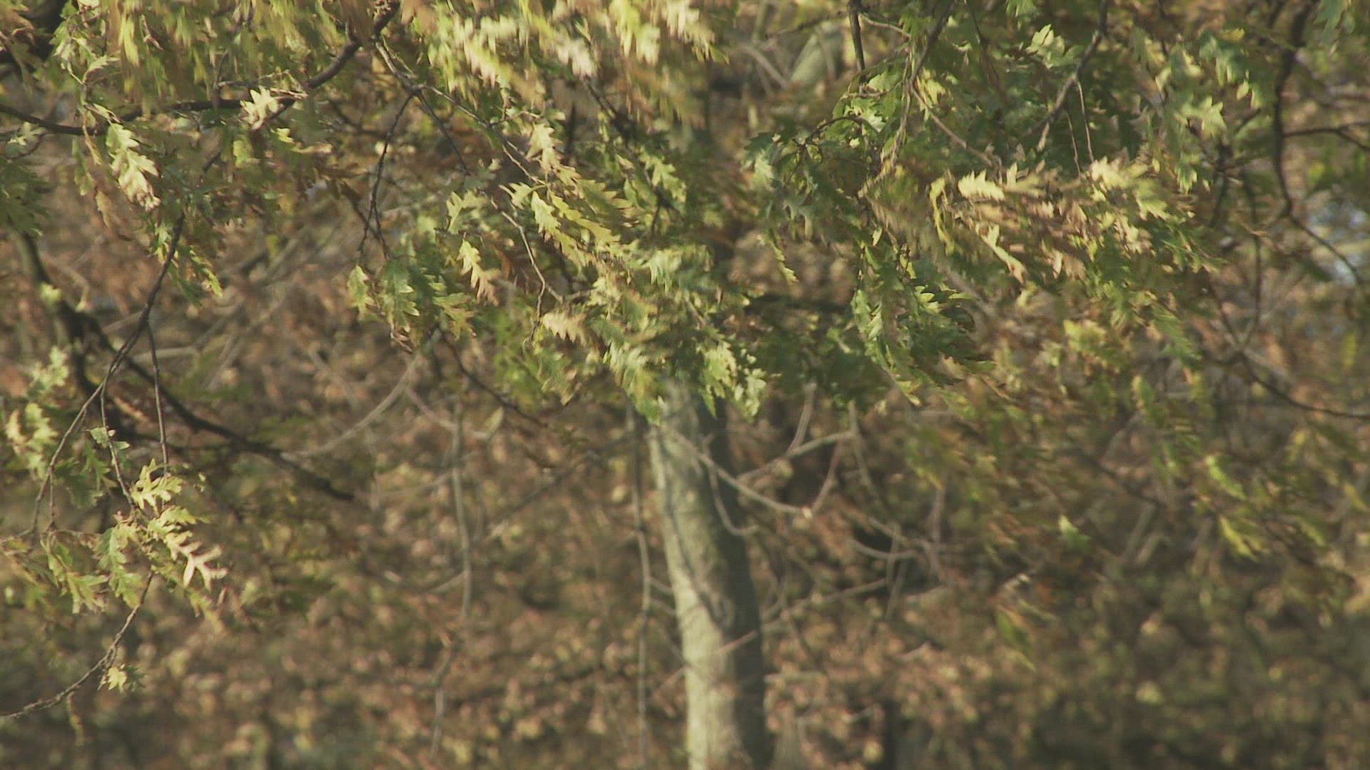 972656694 / Couple / Promenade / Leisure Time / Park 972656694 / Couple / Promenade / Leisure Time / Park