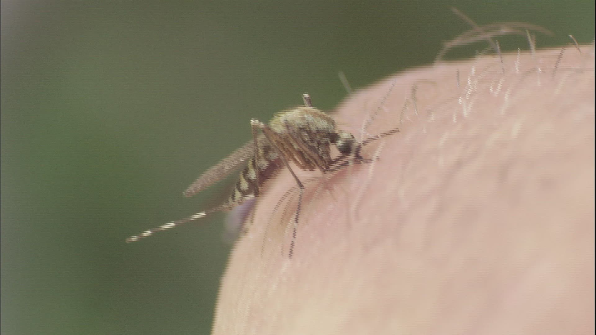 970058450 / Mosquito / Skin / Anchorage
