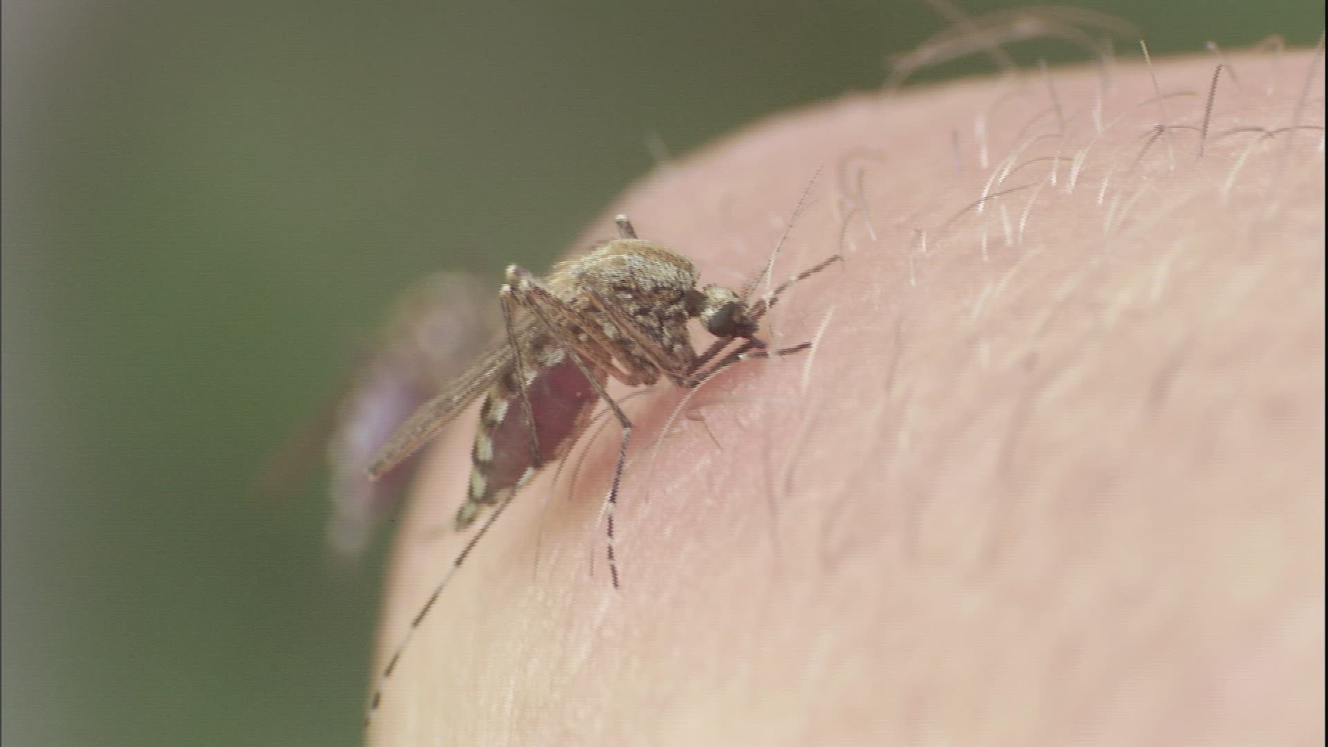 374013190 / Mosquito / Skin / Anchorage