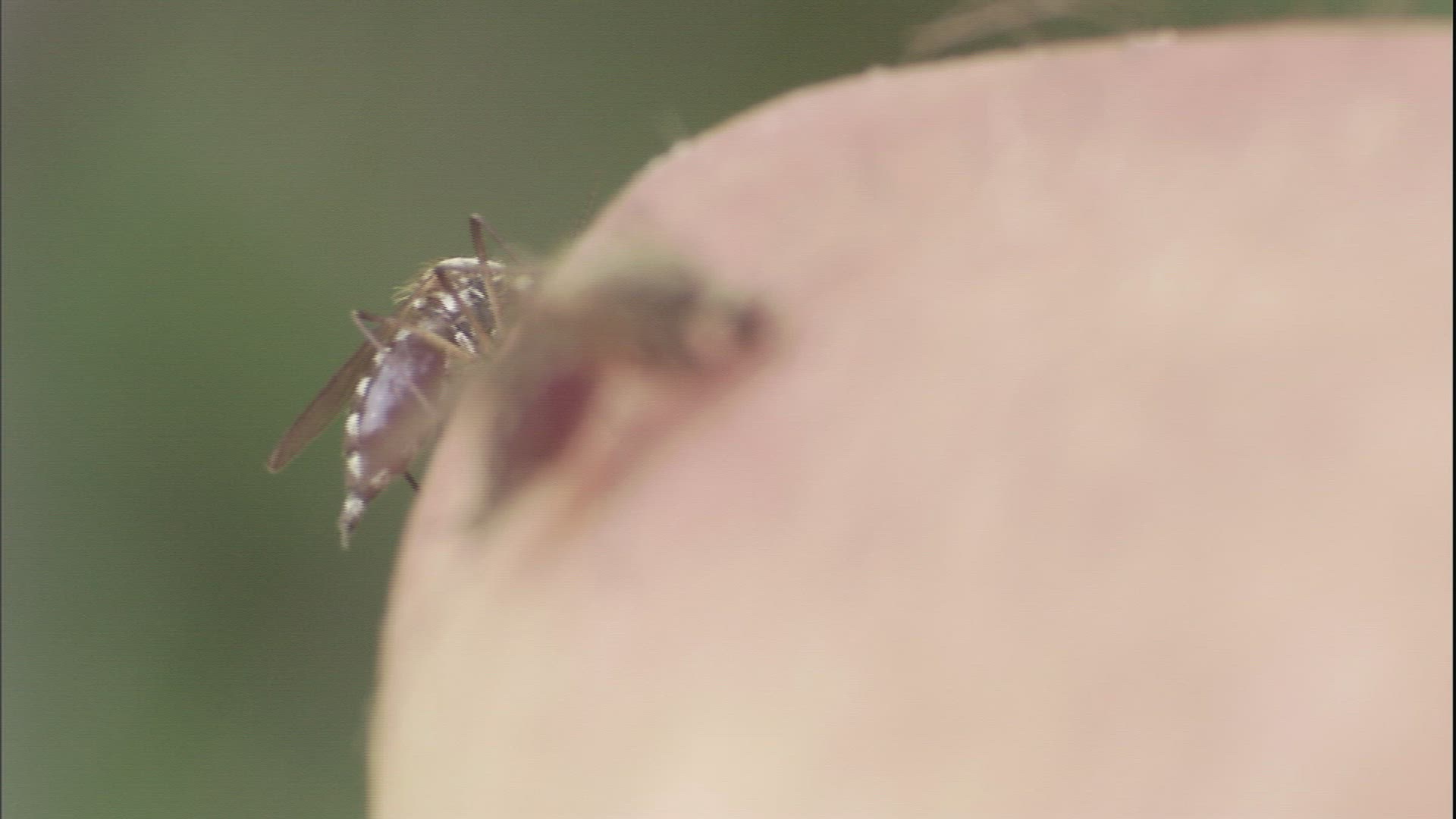 404174932 / Mosquito / Skin / Anchorage