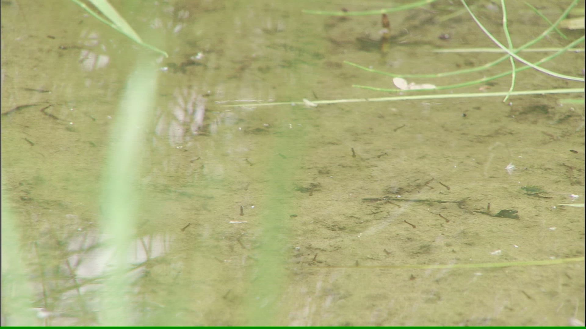 917906254 / Mosquito / Pond / Anchorage