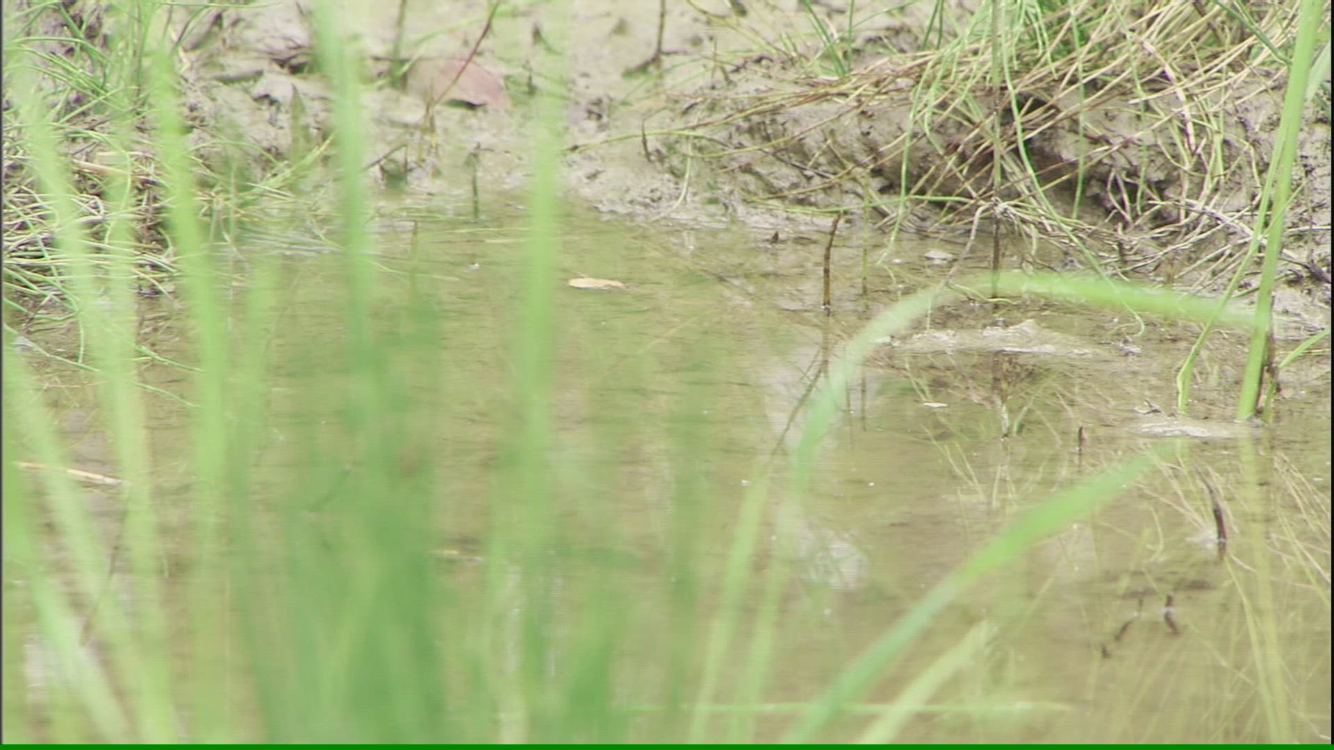 851069195 / Mosquito / Pond / Anchorage