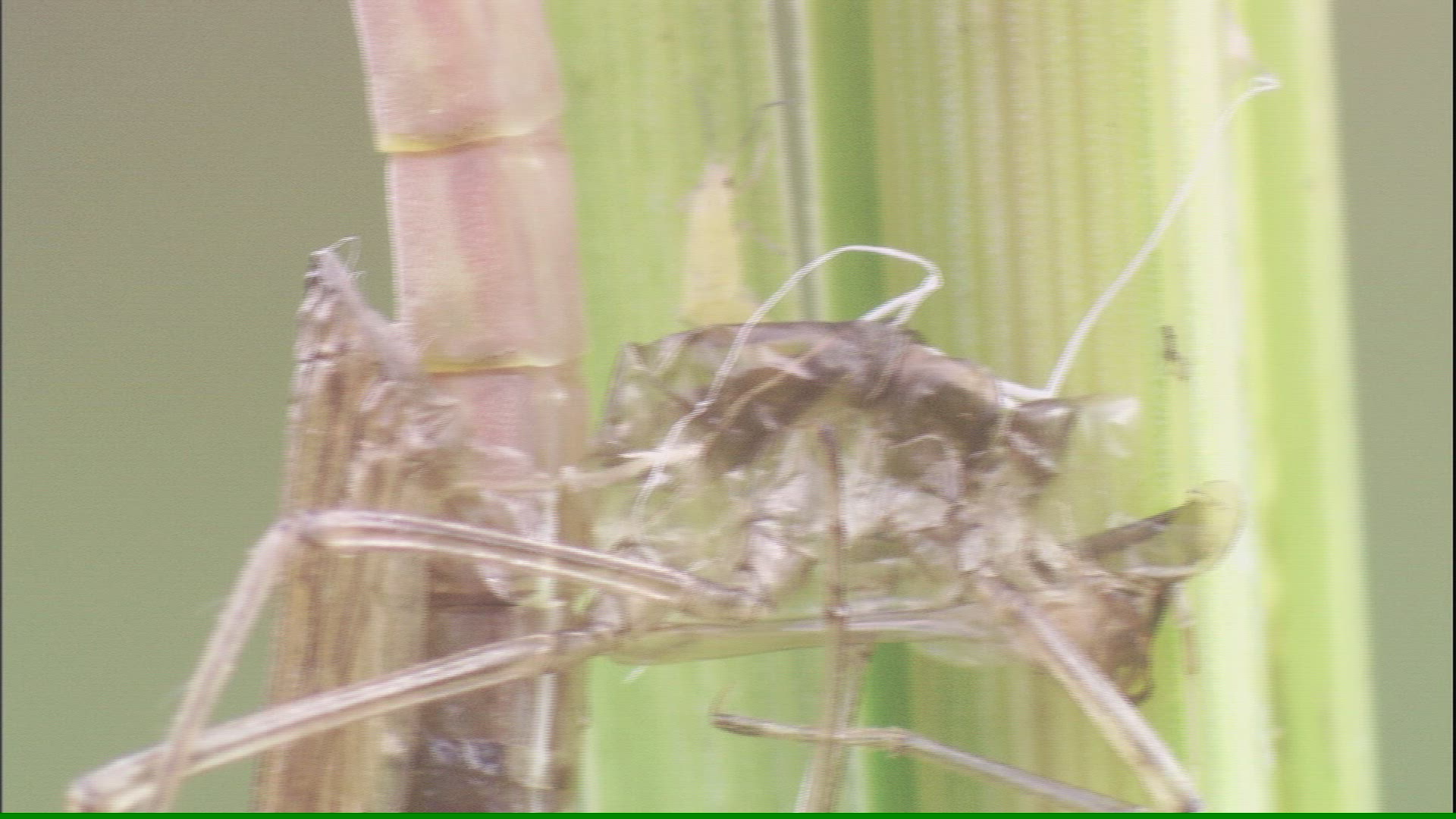 828611718 / Dragonfly / Blade of Grass / Fairbanks