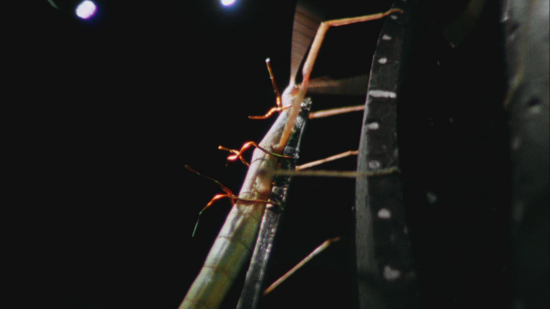 711243128 / Insect / Crawling