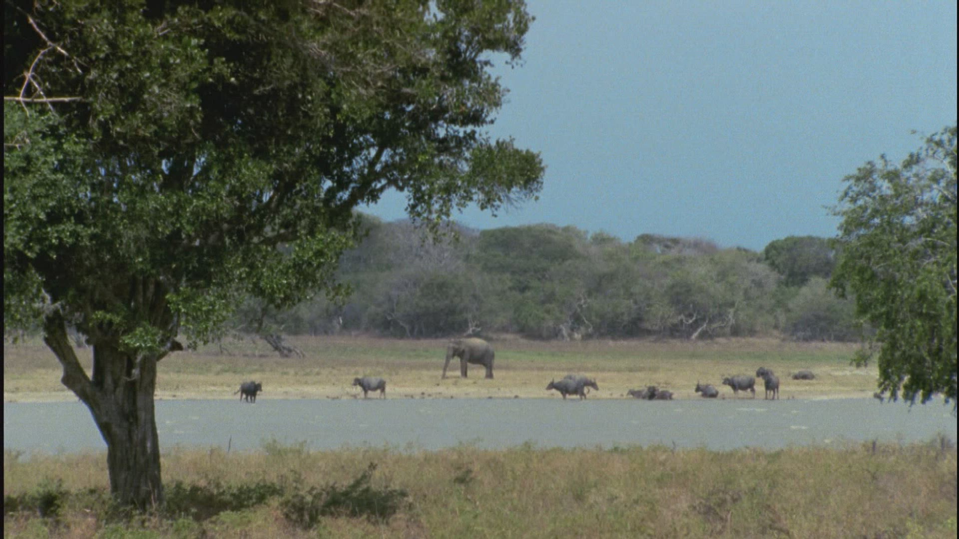 671375009 / Water Buffalo / Water Place / Sri Lanka