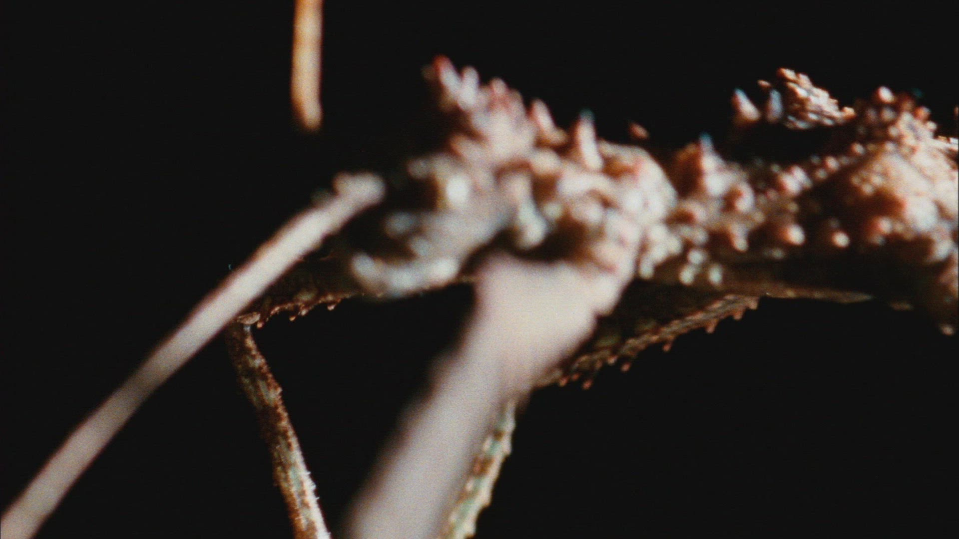 556194746 / Insect / Crawling