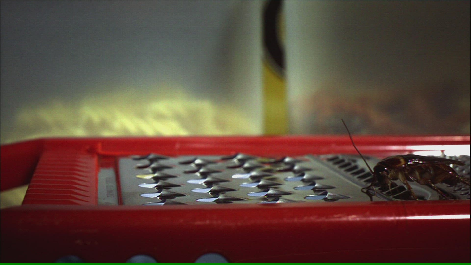 237193809 / Insect / Vegetables