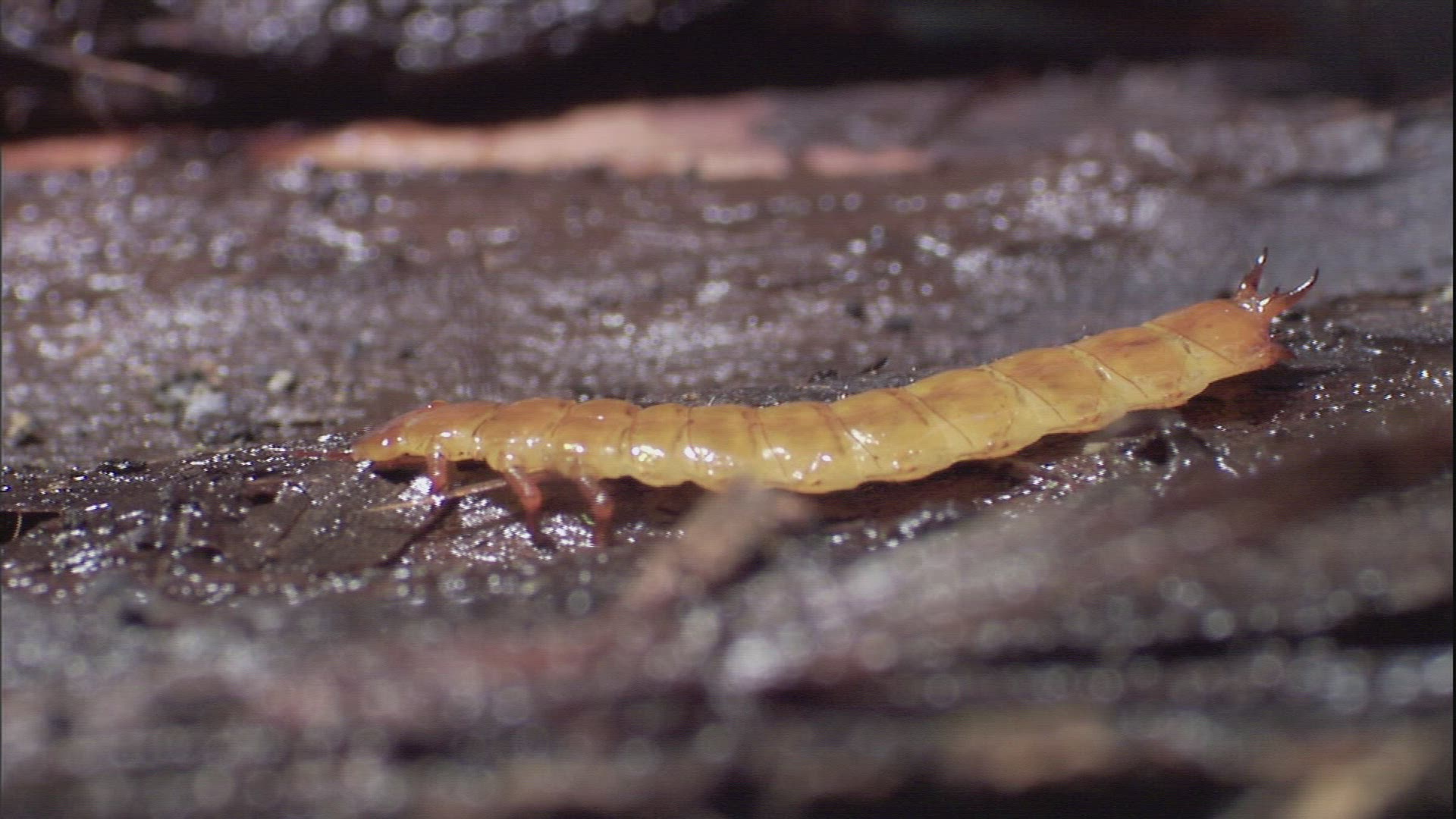 922537836 / Beetle / Crawling / Fairbanks