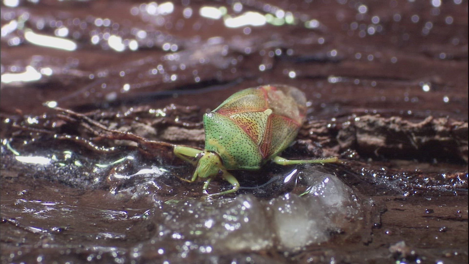 703412092 / Shield Bug / Ice / Fairbanks