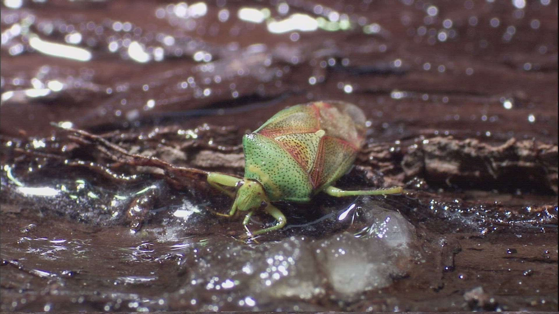 695836304 / Shield Bug / Crawling / Fairbanks