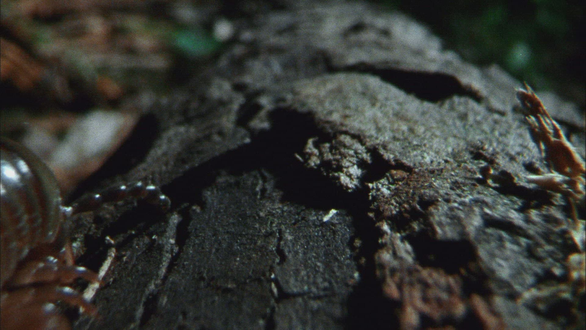 440171900 / Millipede / Crawling