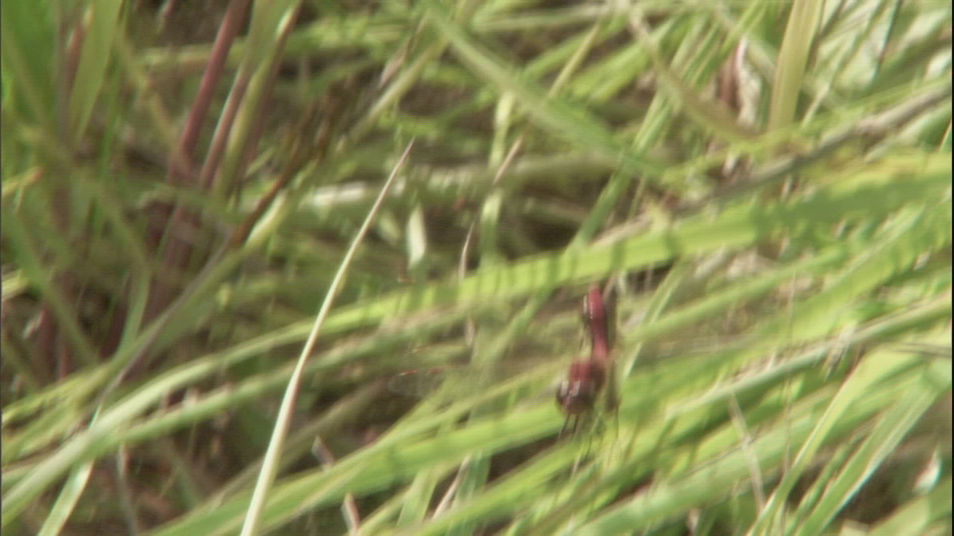 916514128 / Dragonfly / Grass / Fairbanks