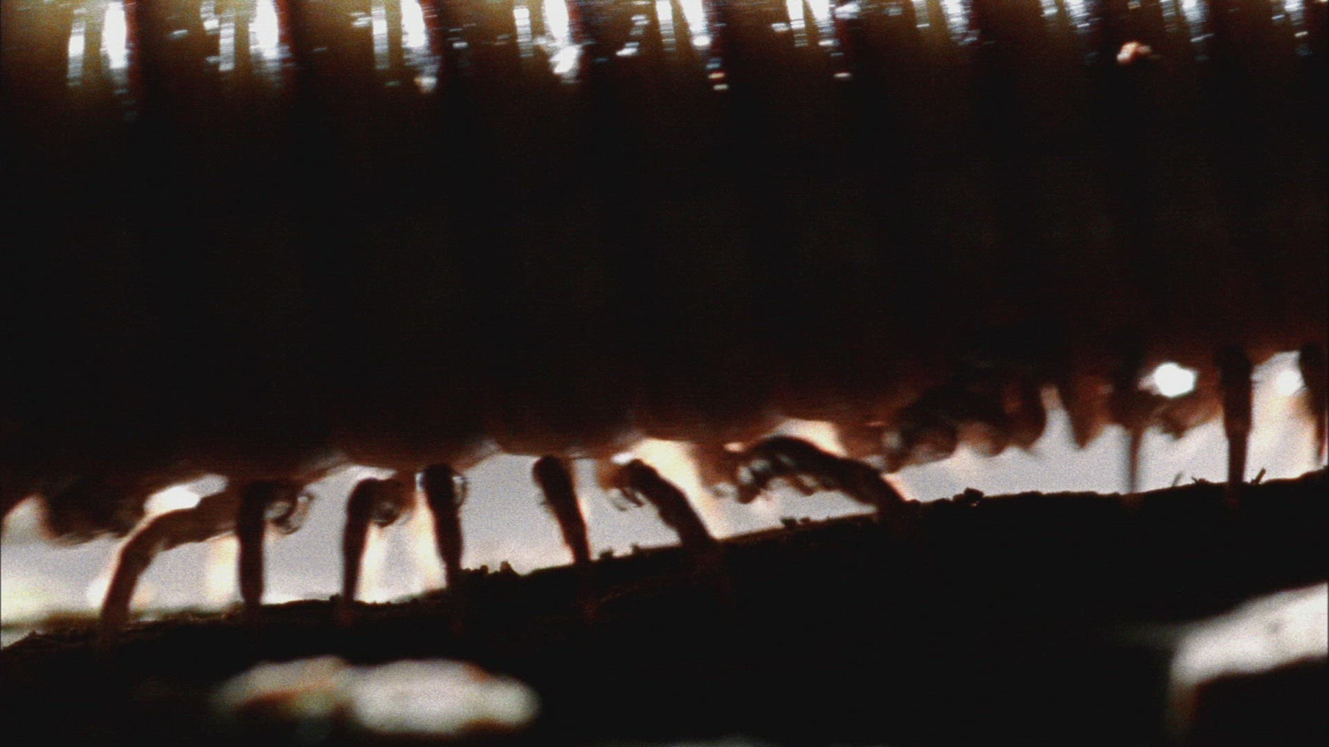 986091187 / Millipede / Crawling