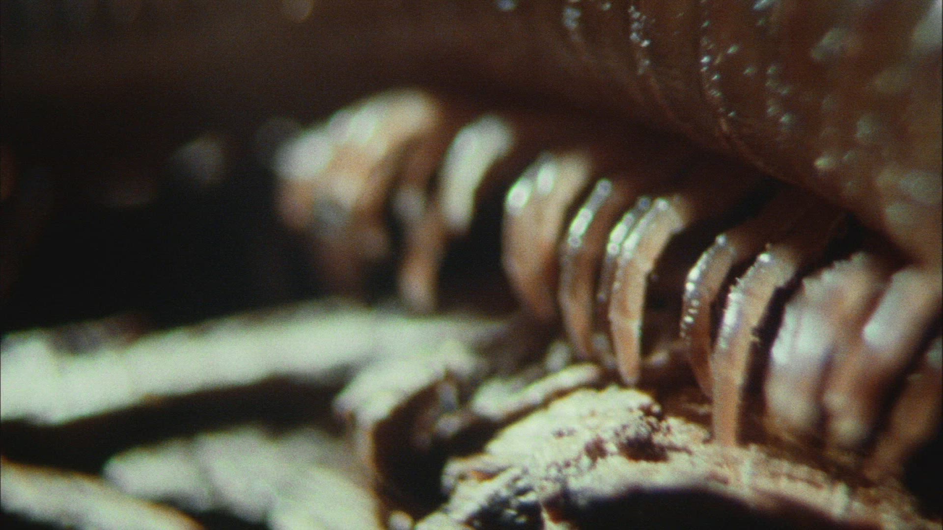 645356531 / Millipede / Crawling