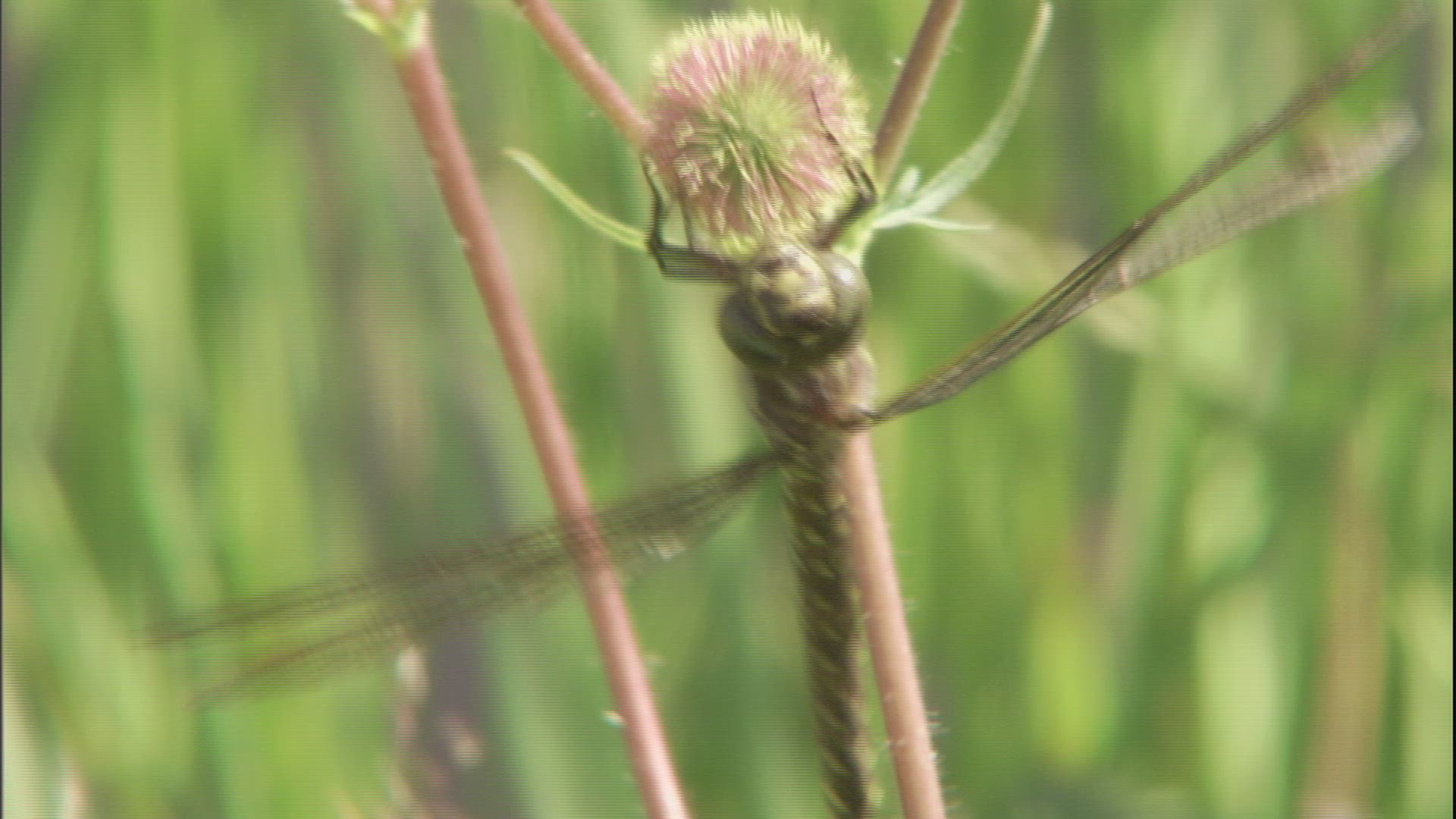 412929269 / Dragonfly / Grass / Fairbanks