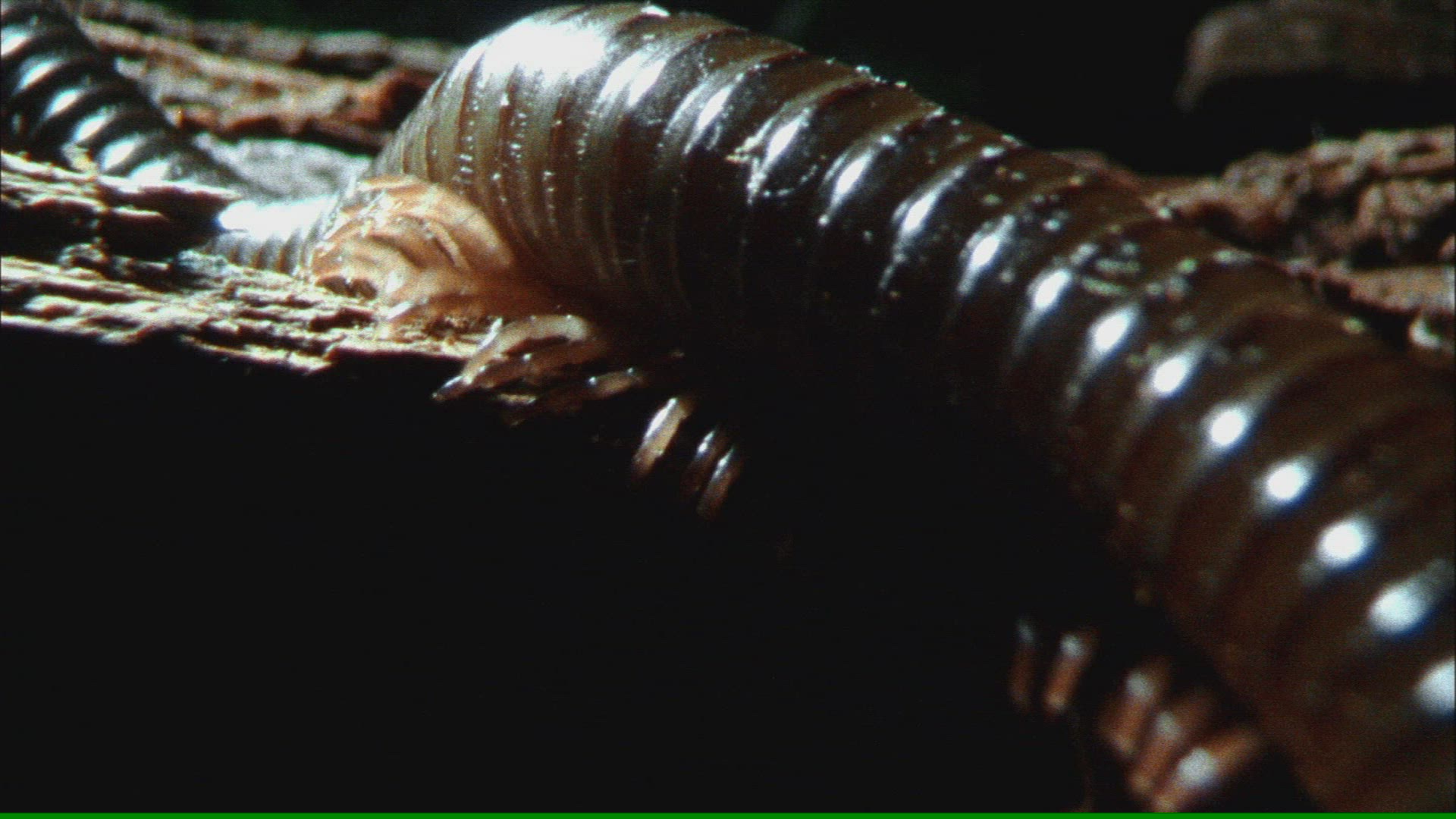 637998570 / Millipede / Crawling
