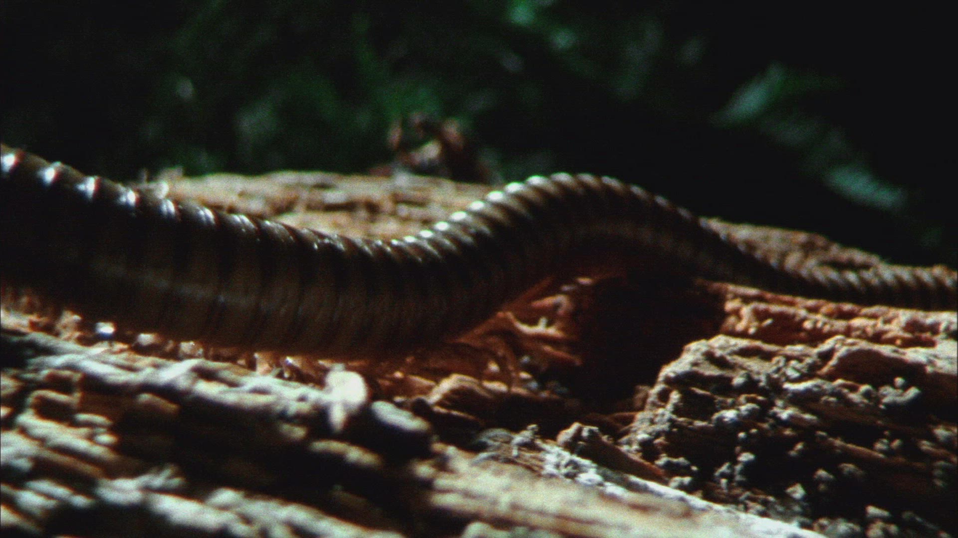 191678114 / Millipede / Crawling