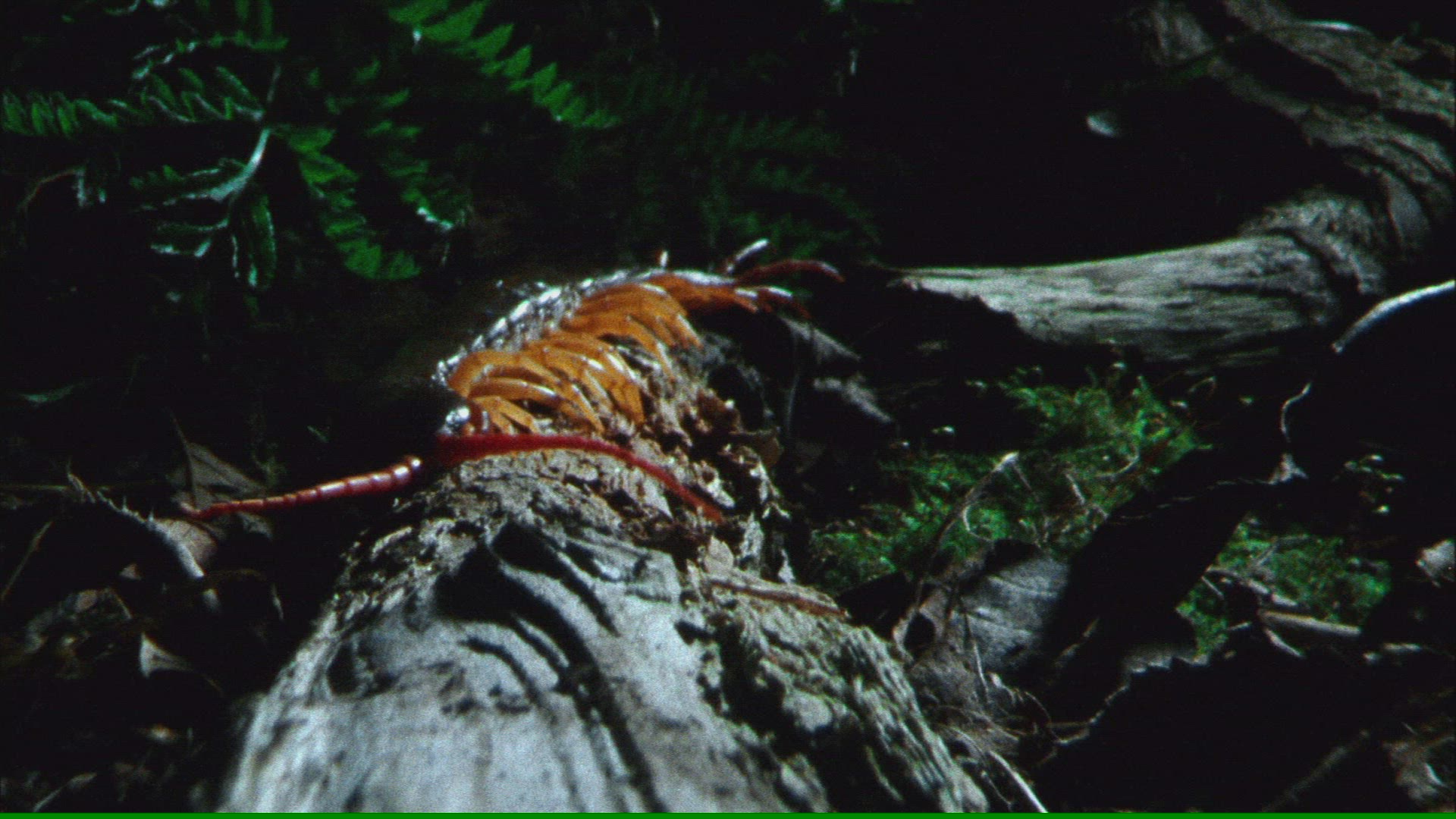 995570985 / Millipede / Crawling