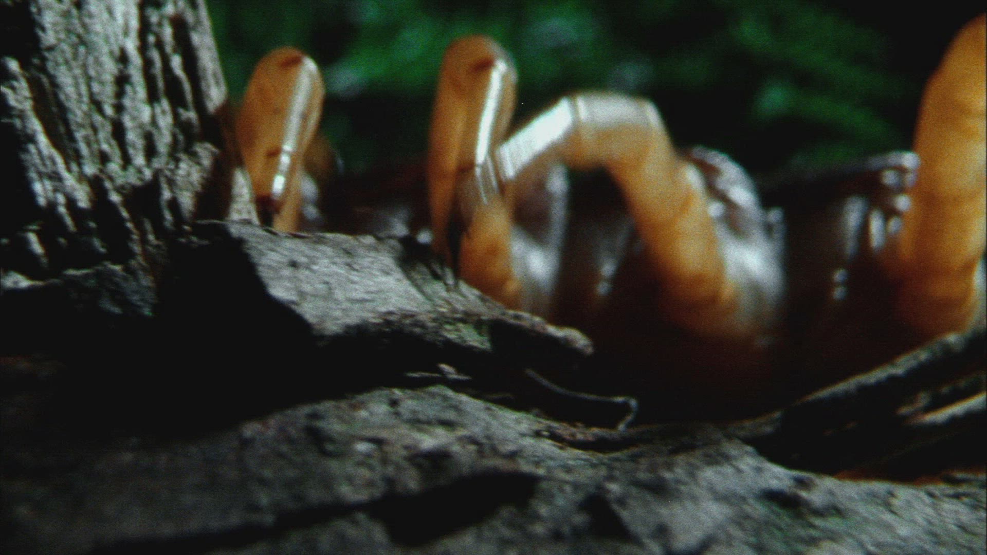 893370781 / Millipede / Crawling