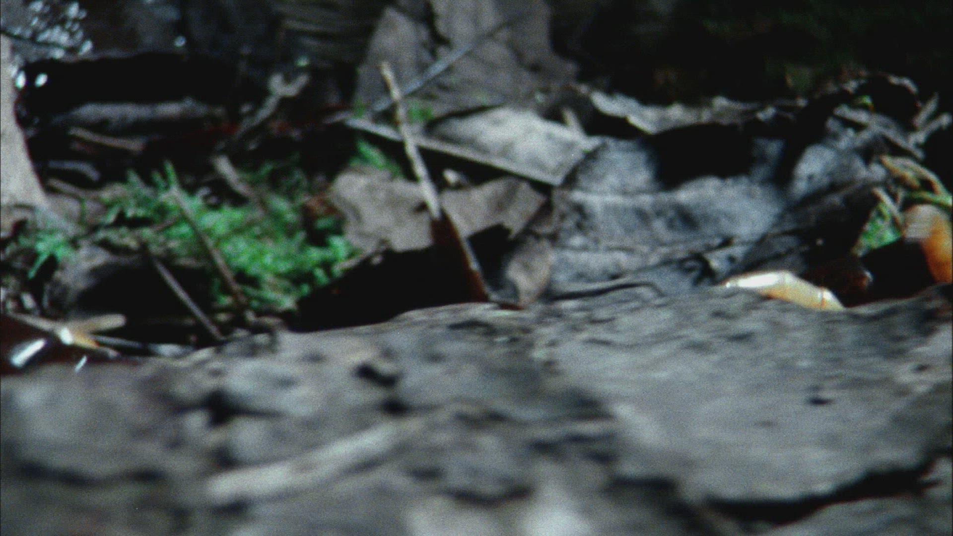 837071899 / Millipede / Crawling